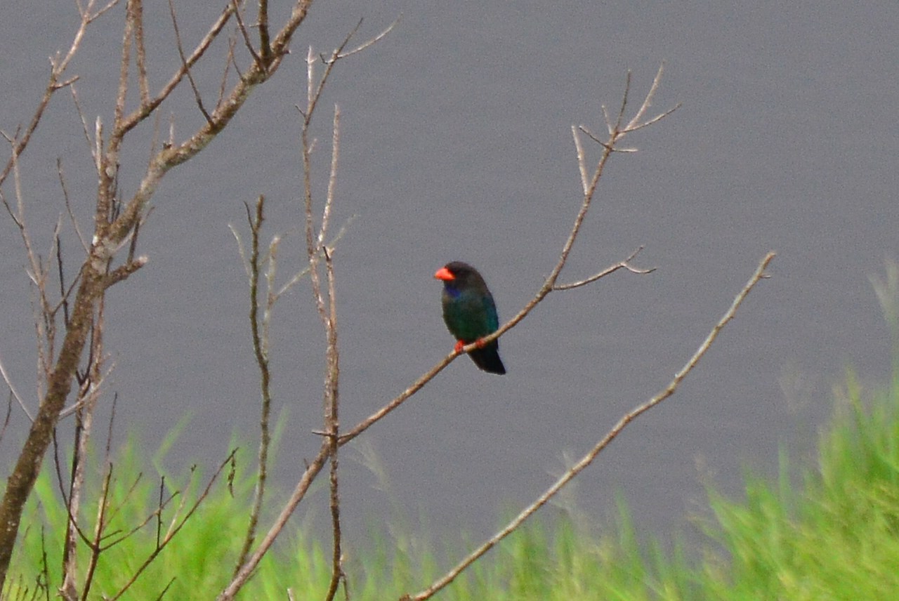 Eurystomus orientalis